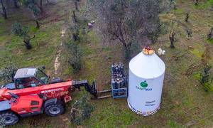debellare-la-xylella
